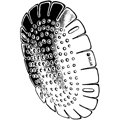 65-7634 Sklar FOX ALUMINUM EYE SHIELD PKG.12